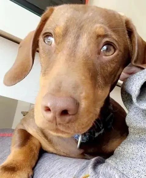 腊肠犬不慎走丢铲屎官苦寻无果后竟想出这招将狗寻回