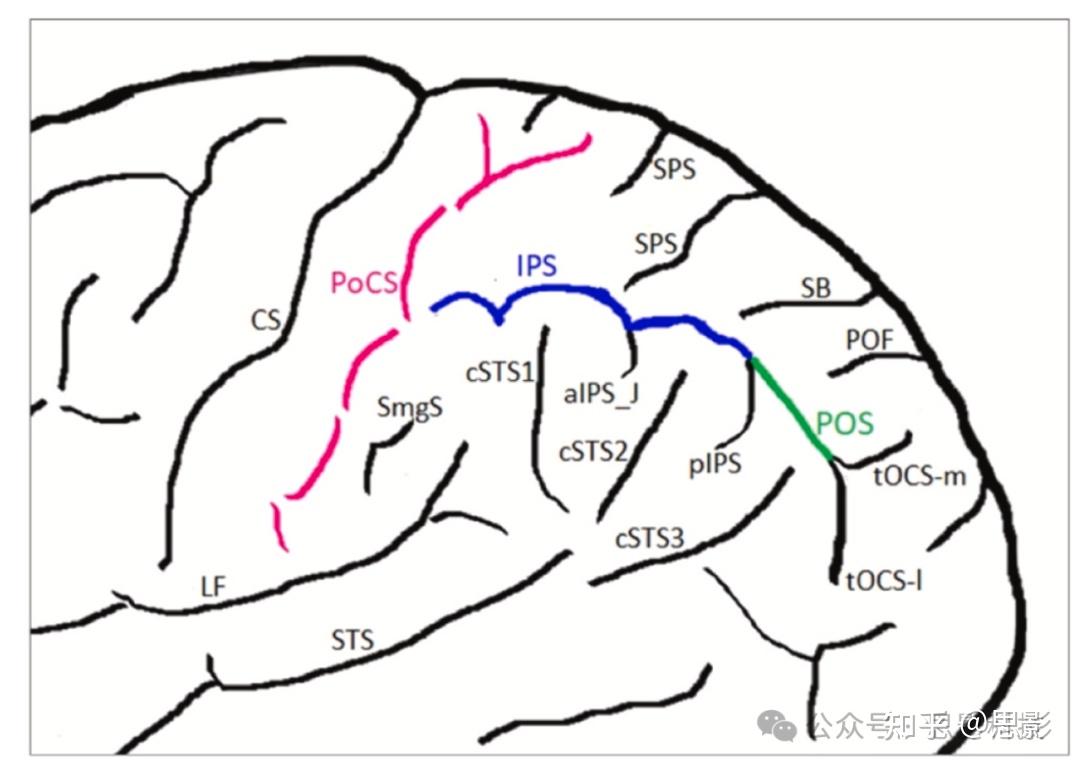 数学能力是在幼年时期决定的吗?一项脑形态学研究 - 知乎