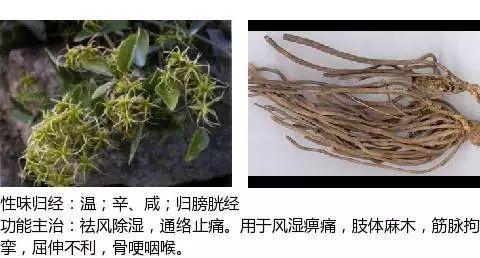 500余种中草药图  第120张