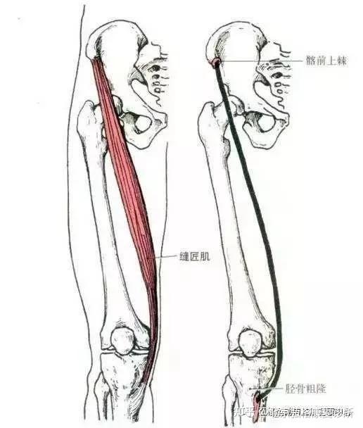 大腿肌肉之前外侧肌群:股四头肌,缝匠肌,阔筋膜张肌