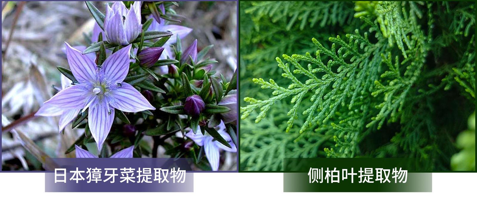 乐喜力丝育发液的成分有哪些