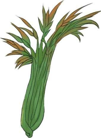 香椿荠菜春笋马齿笕咬春这是两个非常好玩的字,意思是指吃春盘,吃春饼