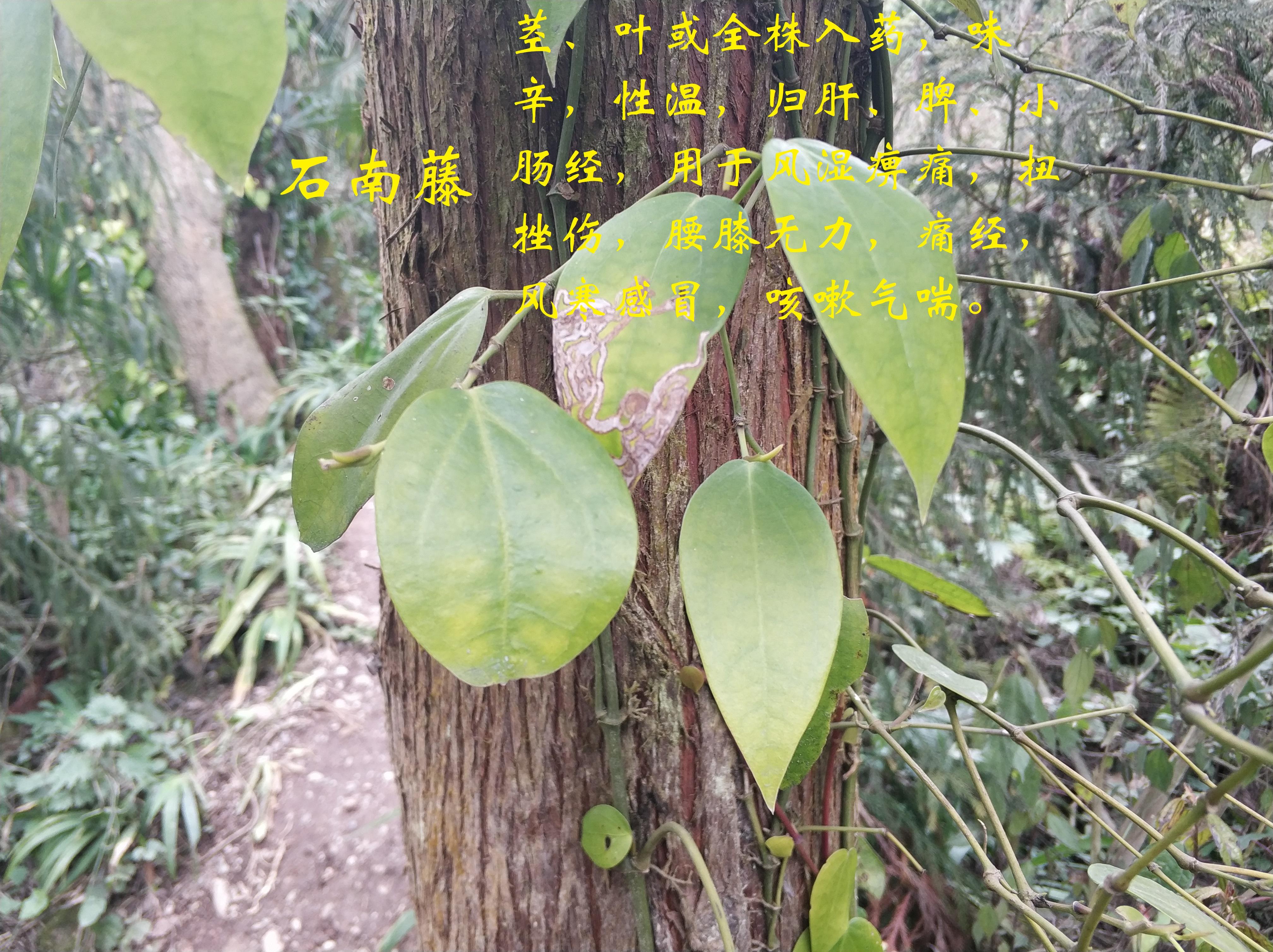 讨论这各种草药的功效,这青城山仙气十足,妙药众多,其中有一味石楠藤