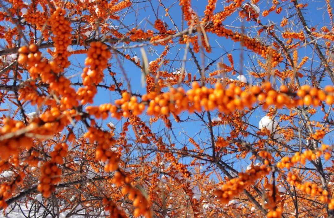 棘之恋沙漠里的vc之王沙棘