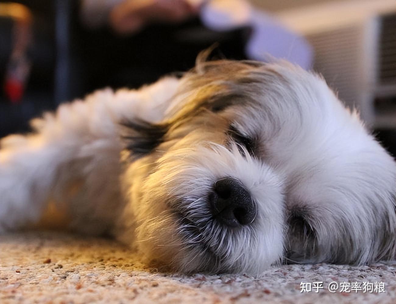 拉萨狮子犬是什么狗?