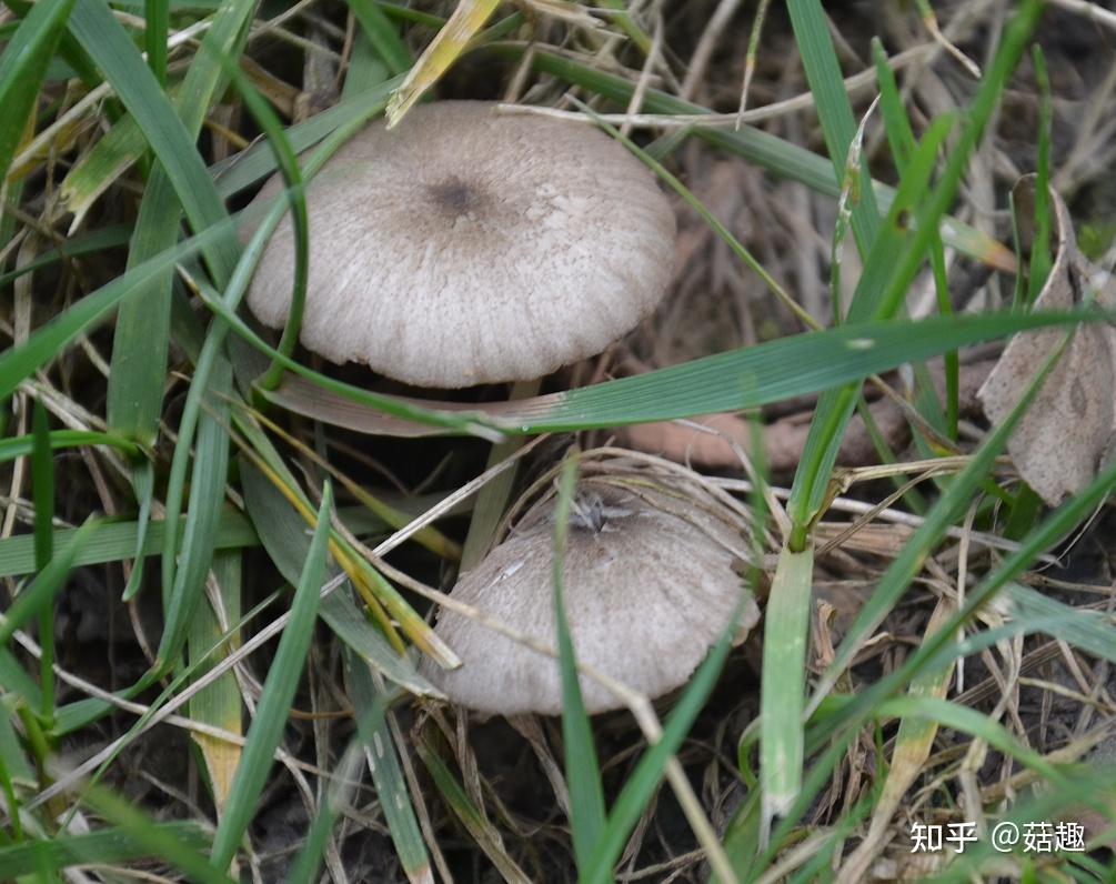菇趣——鼠灰光柄菇 - 知乎
