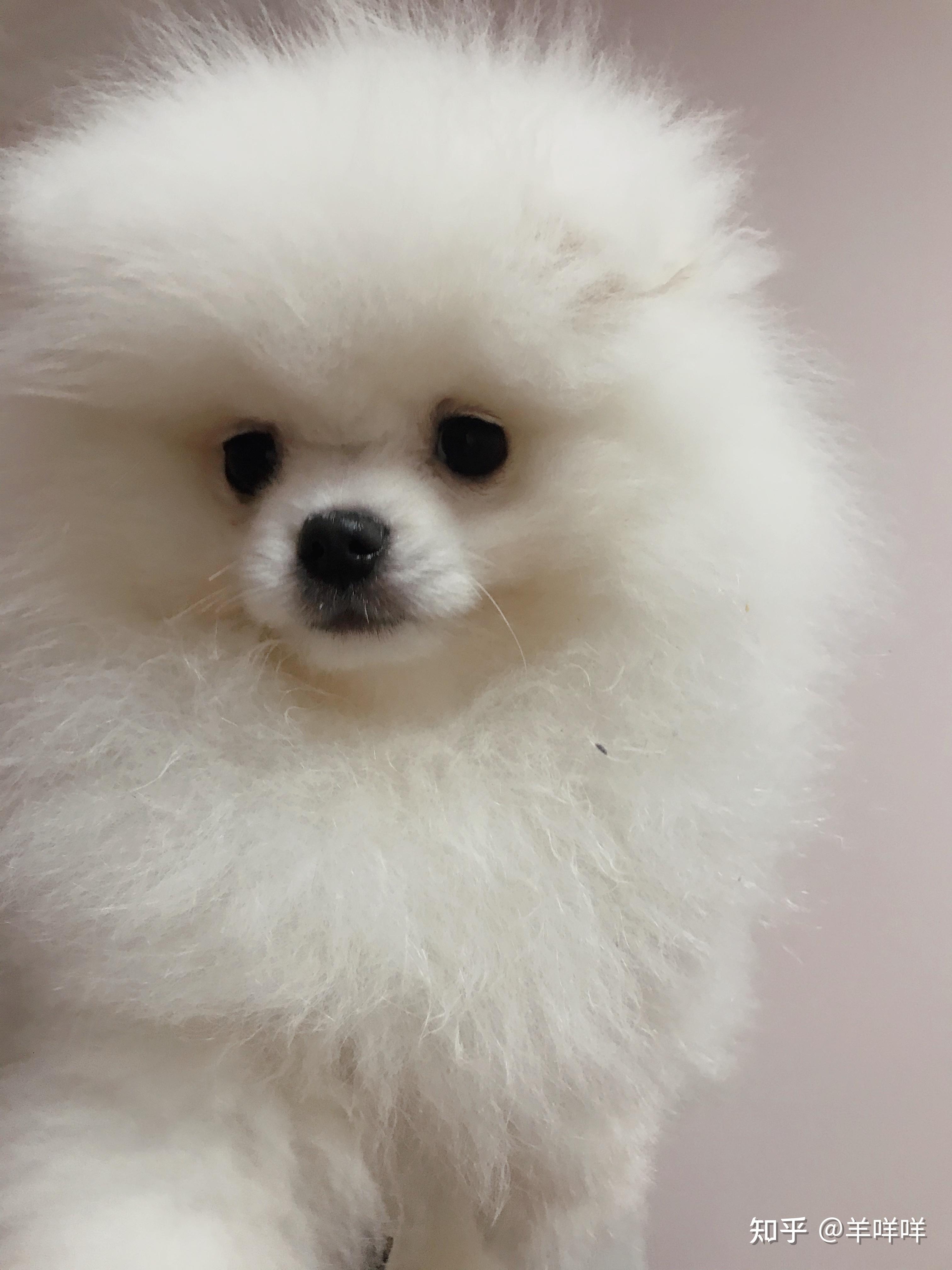 博美4个月了,还没立耳