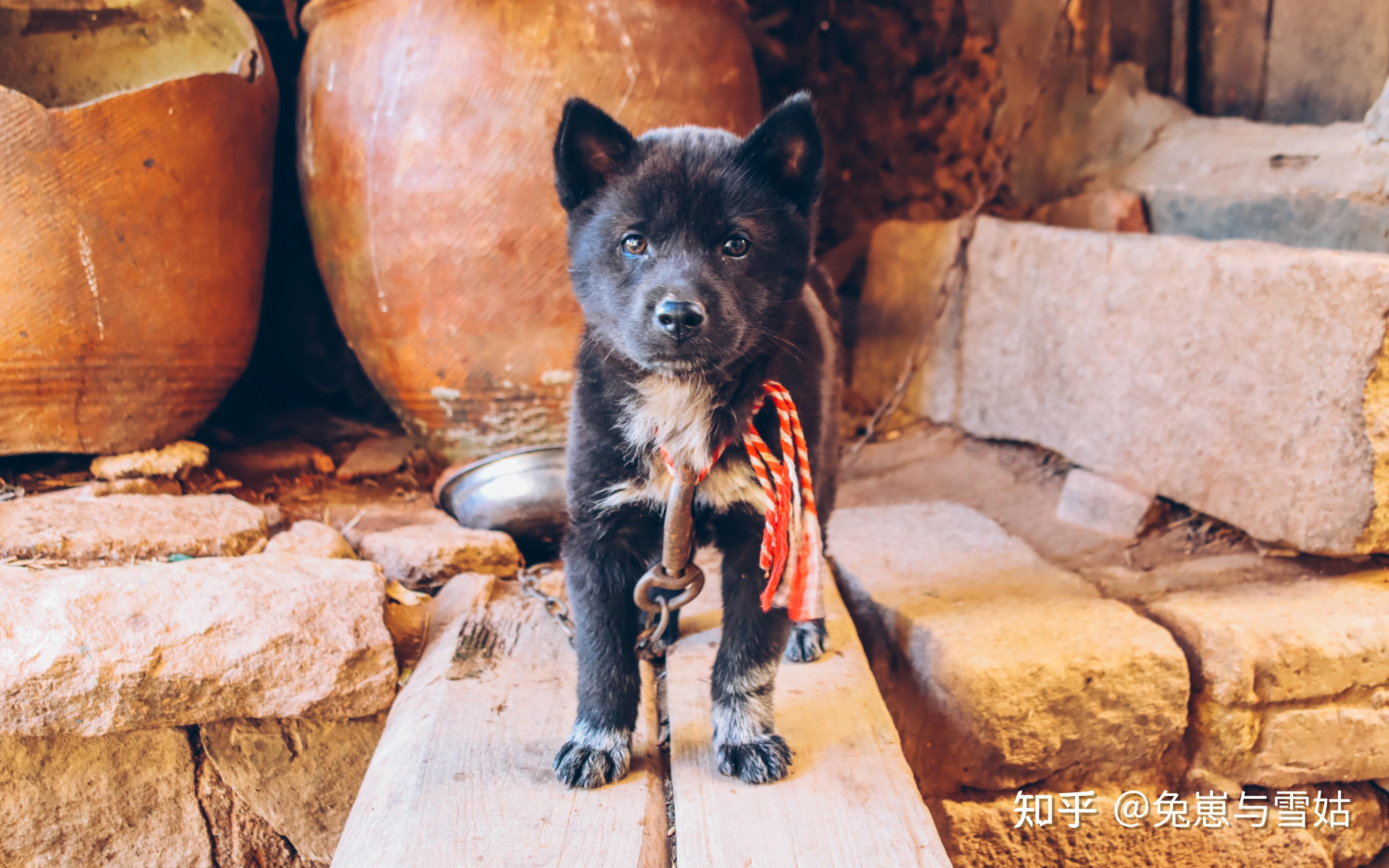 古籍《相犬大全,上百种中华田园犬花色赏析!