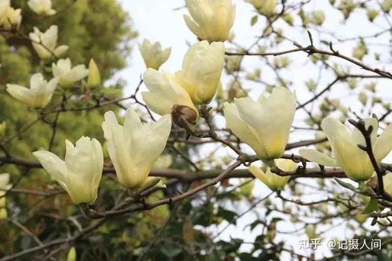 春季北京到哪儿可以观赏玉兰花?您就去这几个地方 - 知乎