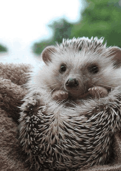 一只受伤的刺猬写给所有身处其境的朋友