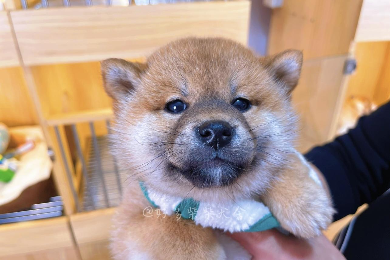 柴犬百科想要一只大饼脸柴幼犬时期如何挑选