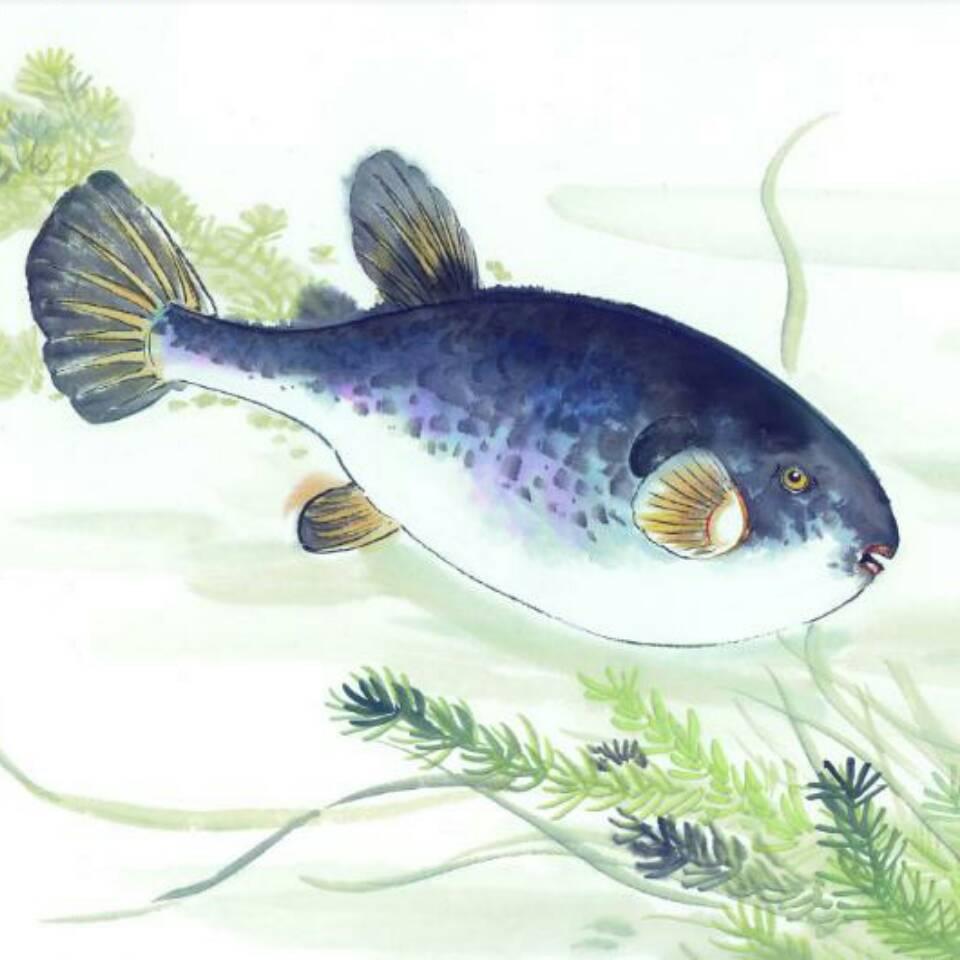 明日行情技术预测 公众号a小财鱼 明日行情技术判断 上证缩量光头锤子