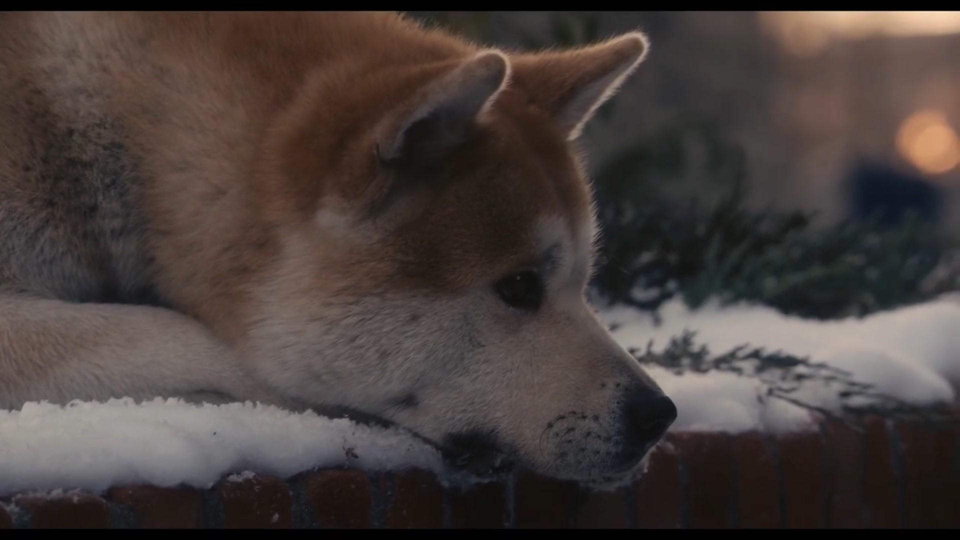 忠犬八公的故事人活很长时间还不懂如何去爱而狗狗一生下来就知道如何