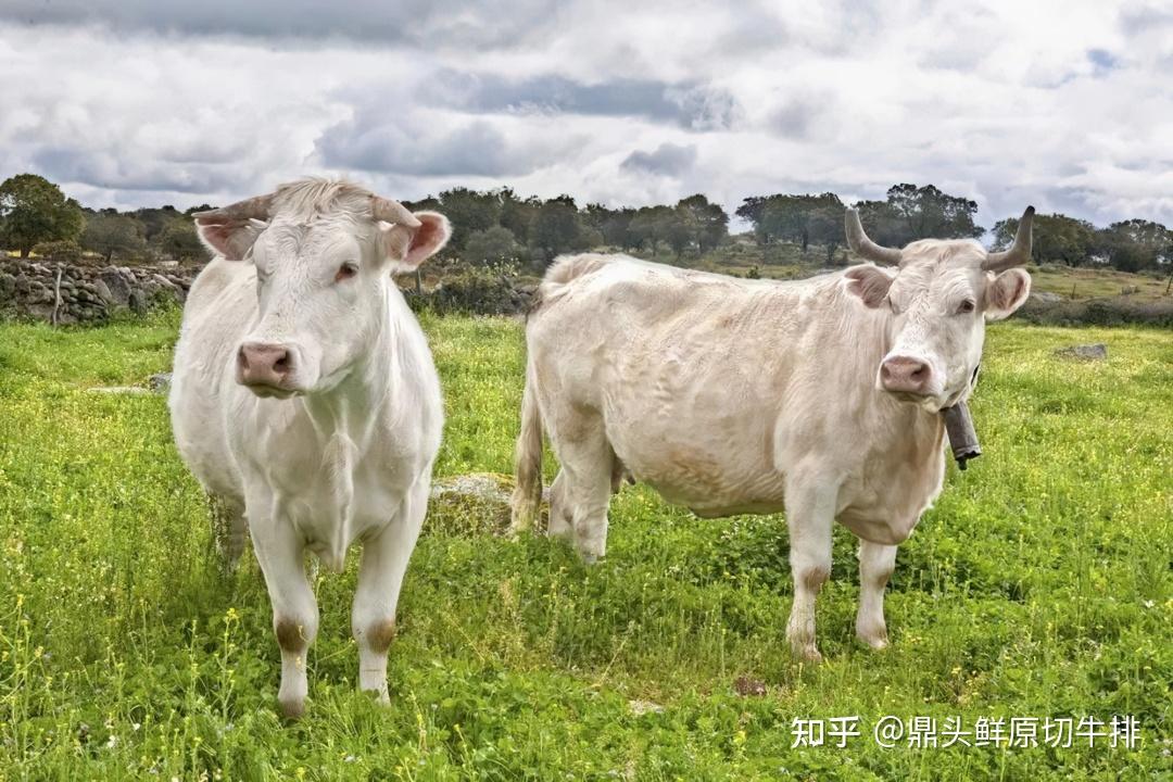 夏洛来种牛图片