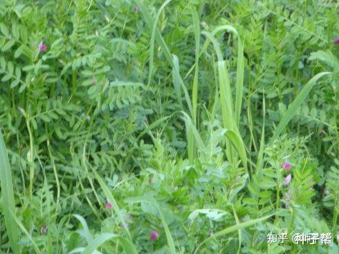 绿肥、饲草兼用,箭筈豌豆南方一年四季播种,亩产鲜草3000kg - 知乎