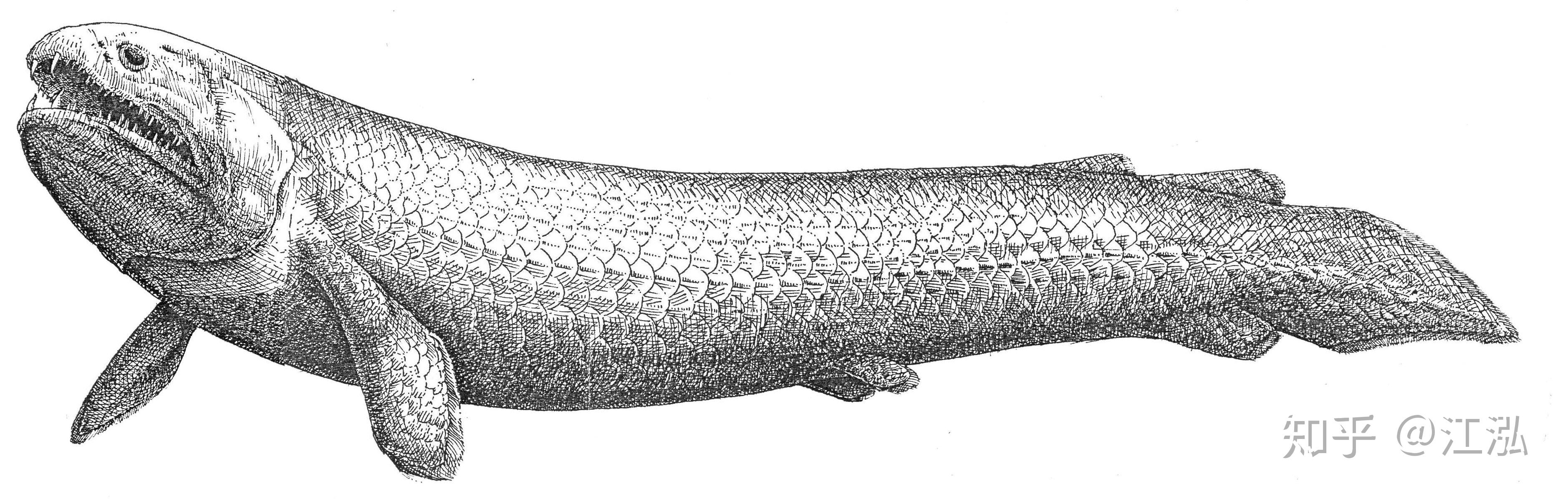 希氏根齿鱼:石炭纪的河中巨怪