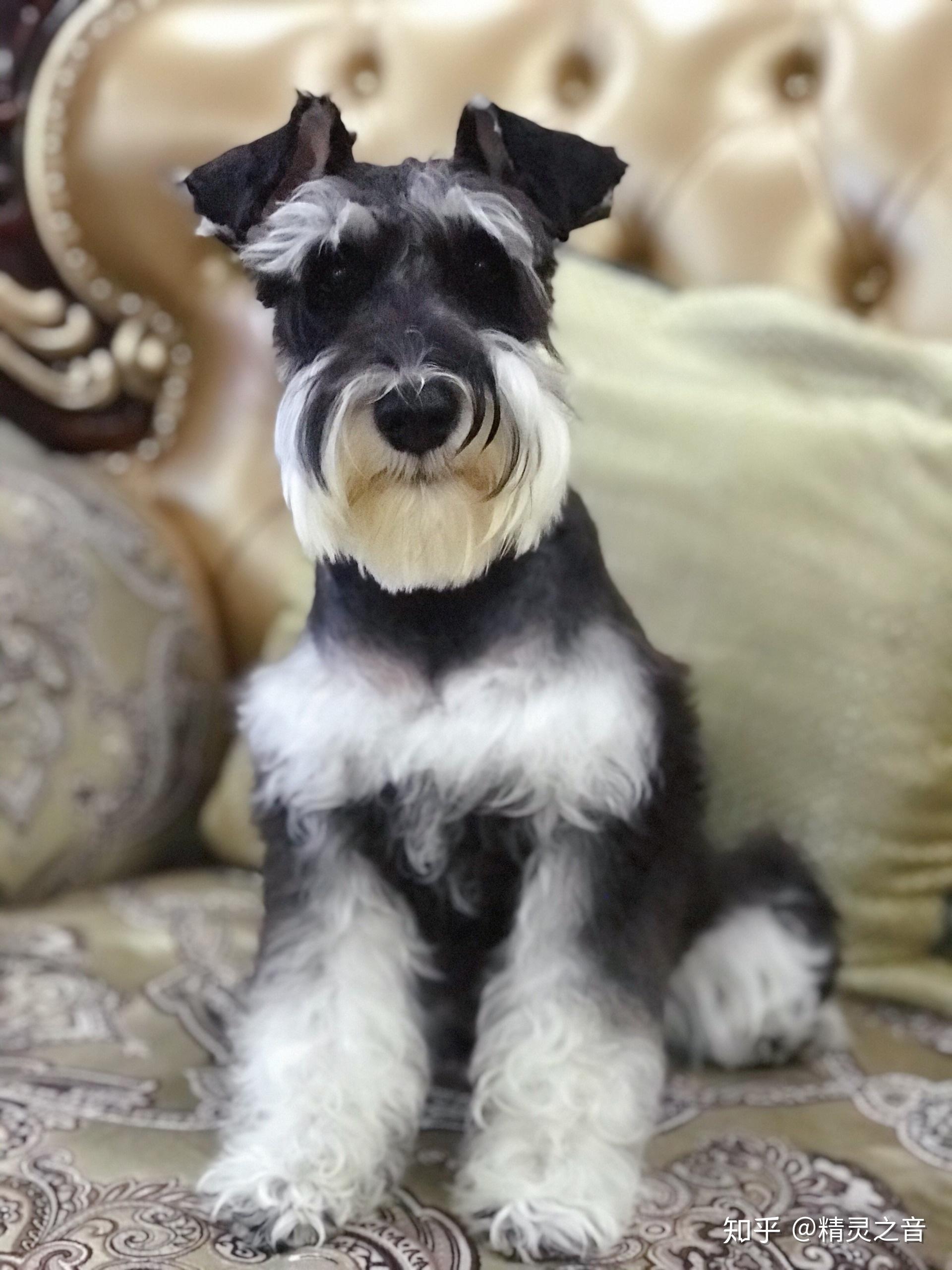 约克夏雪纳瑞比熊选哪一只