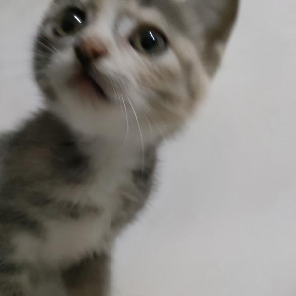 为什么有灰色狸花猫 知乎