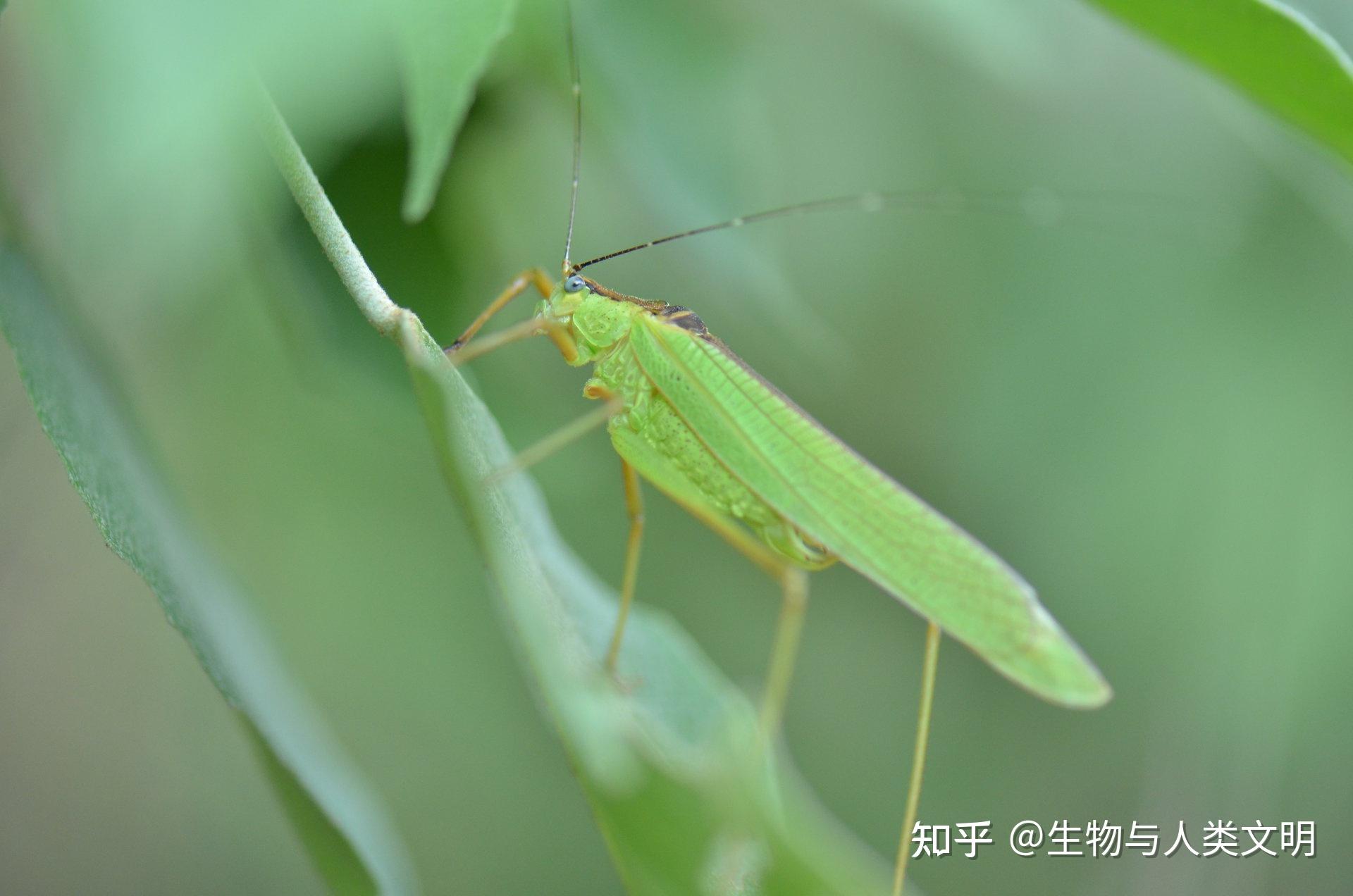 【动物界全系列】剑尾亚目—露螽科 - 知乎