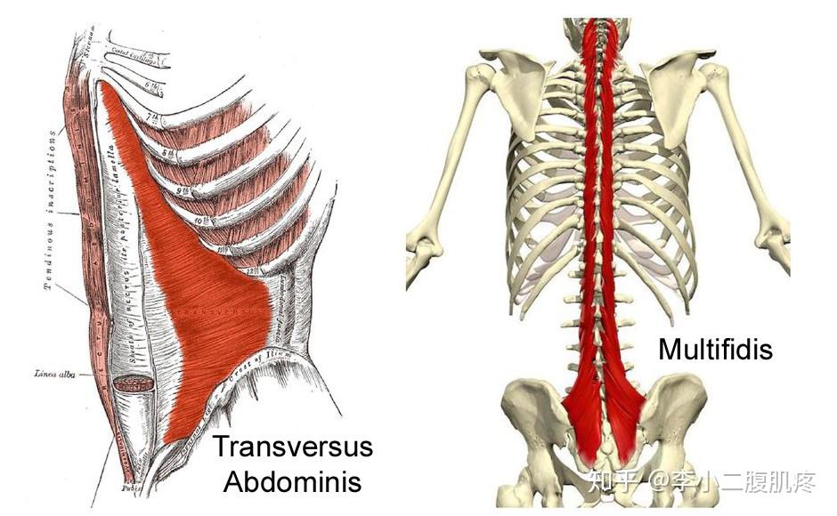 61多裂肌:稳定脊柱,同时与腹部共同收缩,增加躯干硬度.