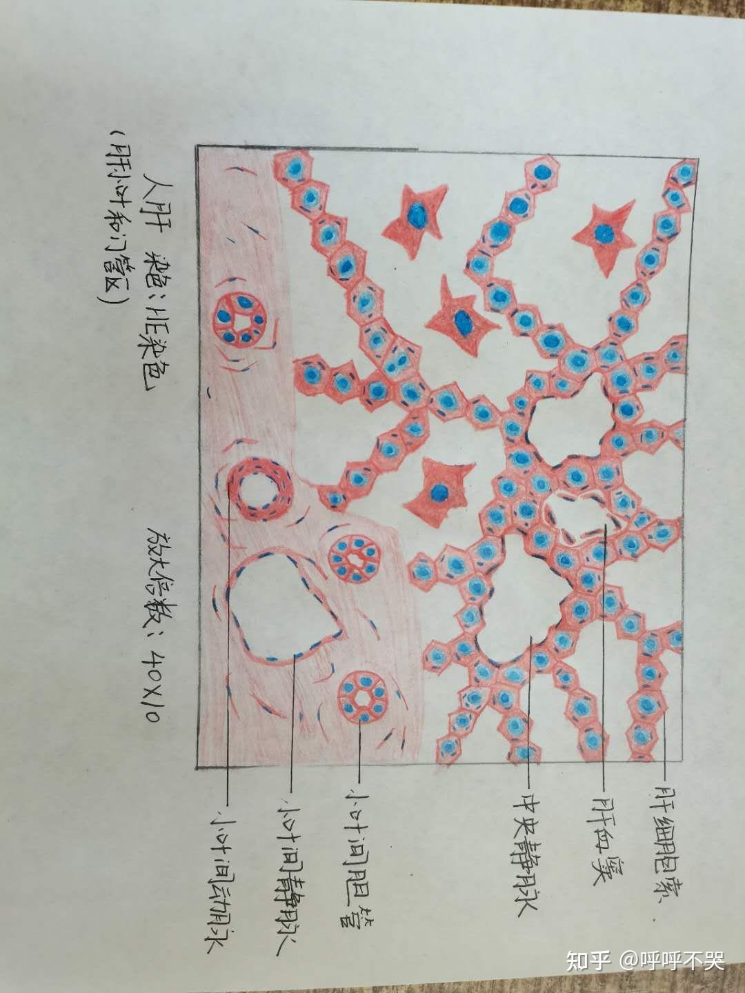 鸡血涂片红蓝绘图图片