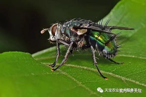 这些都是益虫可别弄错了！ - 知乎