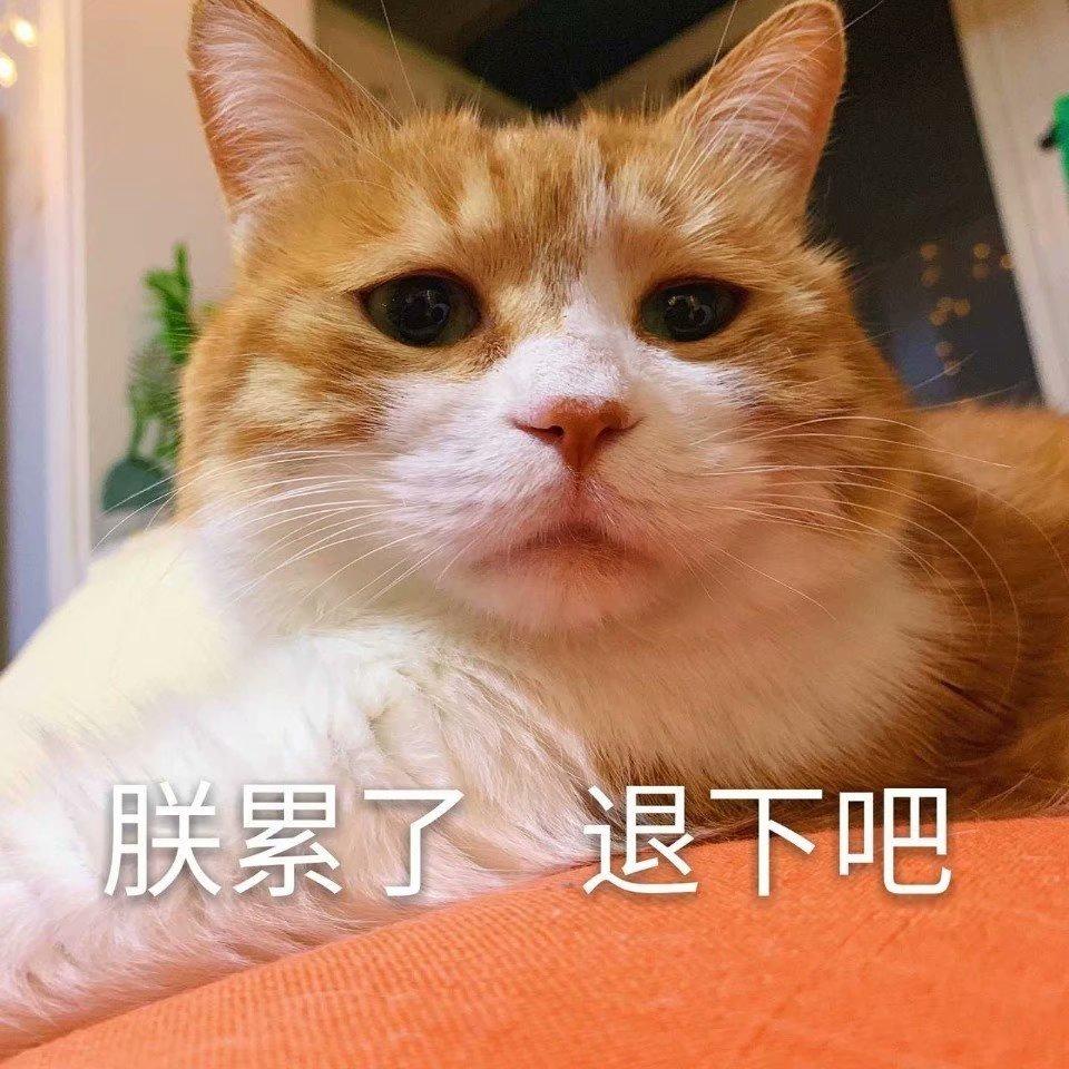 有哪些可爱到化了的猫狗表情包