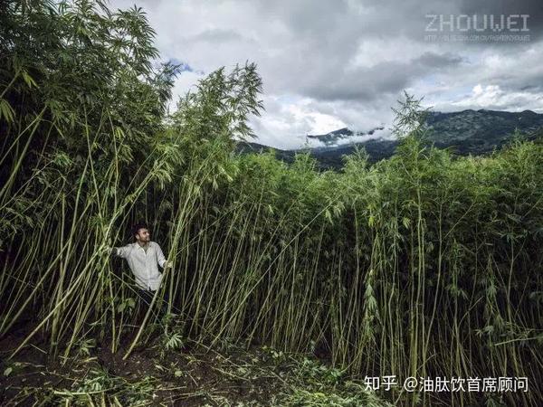 颜值真就那么靠得住?你来试试汉麻和亚麻布? - 知乎