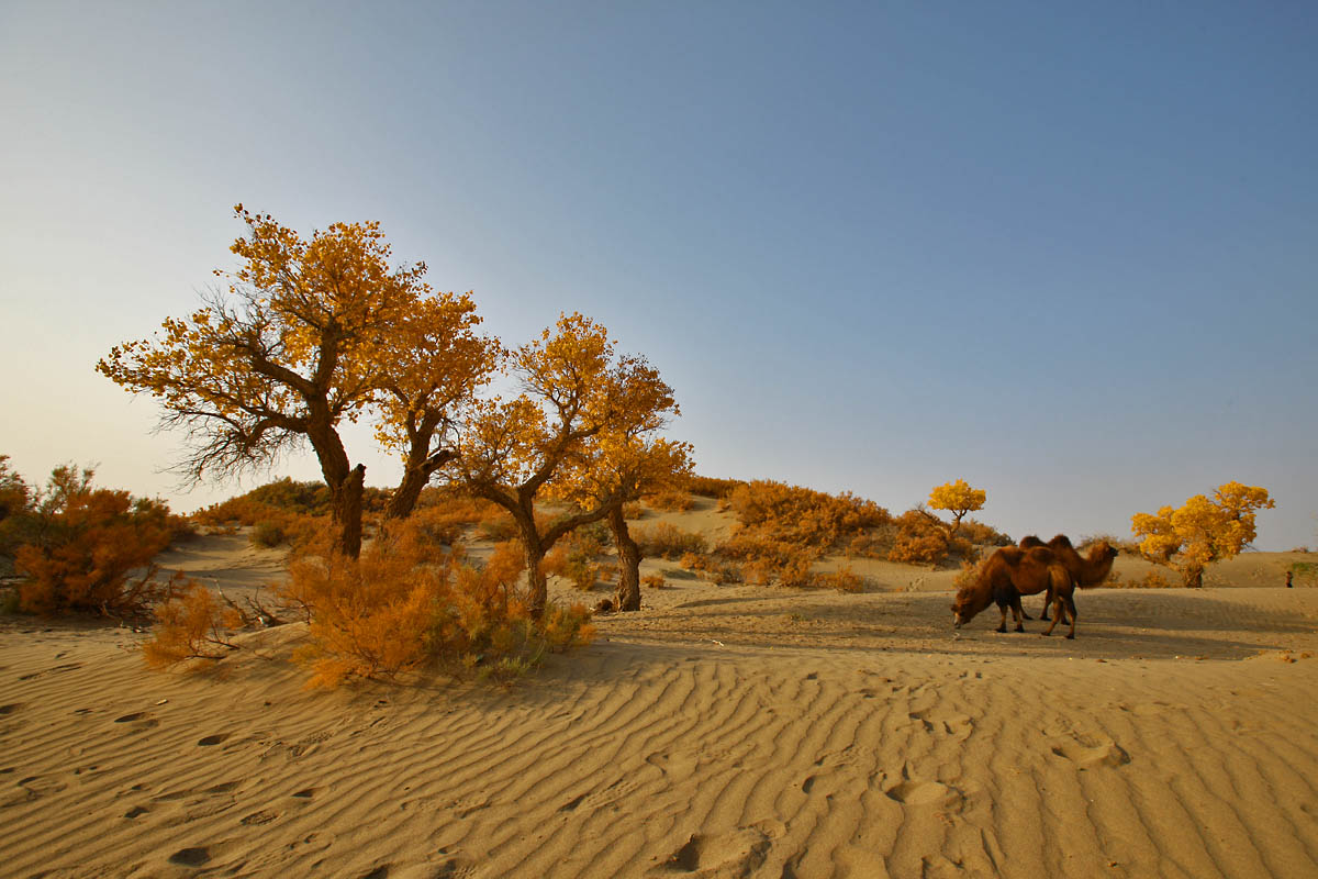 内蒙古热门旅游景点额济纳胡杨林旅游攻略低音号语音导游