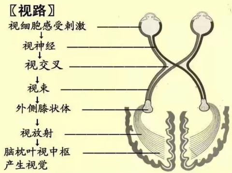 怎样重建双眼视 - 知乎
