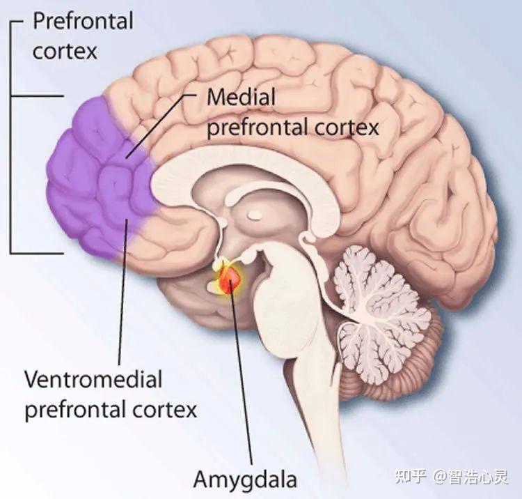 这个被称为腹内侧前额叶皮层(ventral medial prefrontal cortex