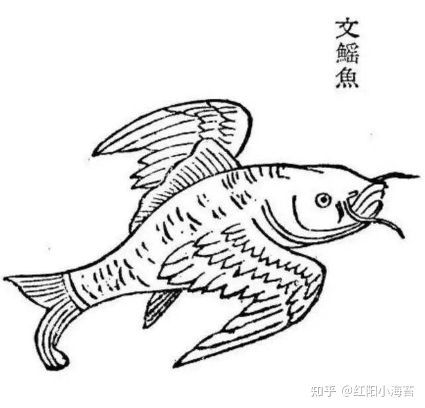 5,文鳐鱼原文:有鸟焉,其状如鹑,黑文而赤翁,名曰栎,食之已痔