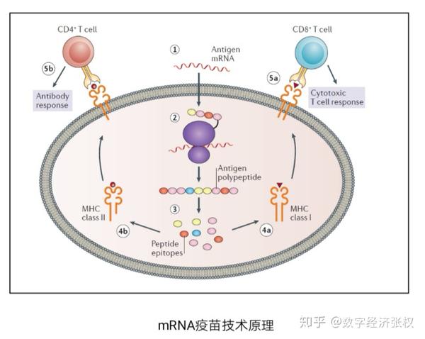 新型冠状病毒mrna疫苗研发有序推进 知乎