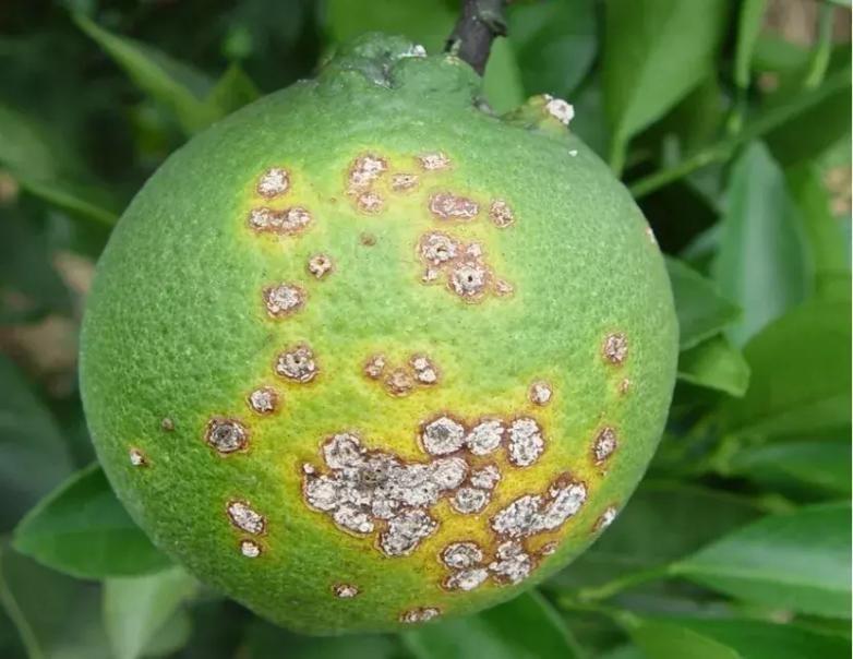 柑橘溃疡病处理及防治对症治疗柑橘溃疡彻底根除病症