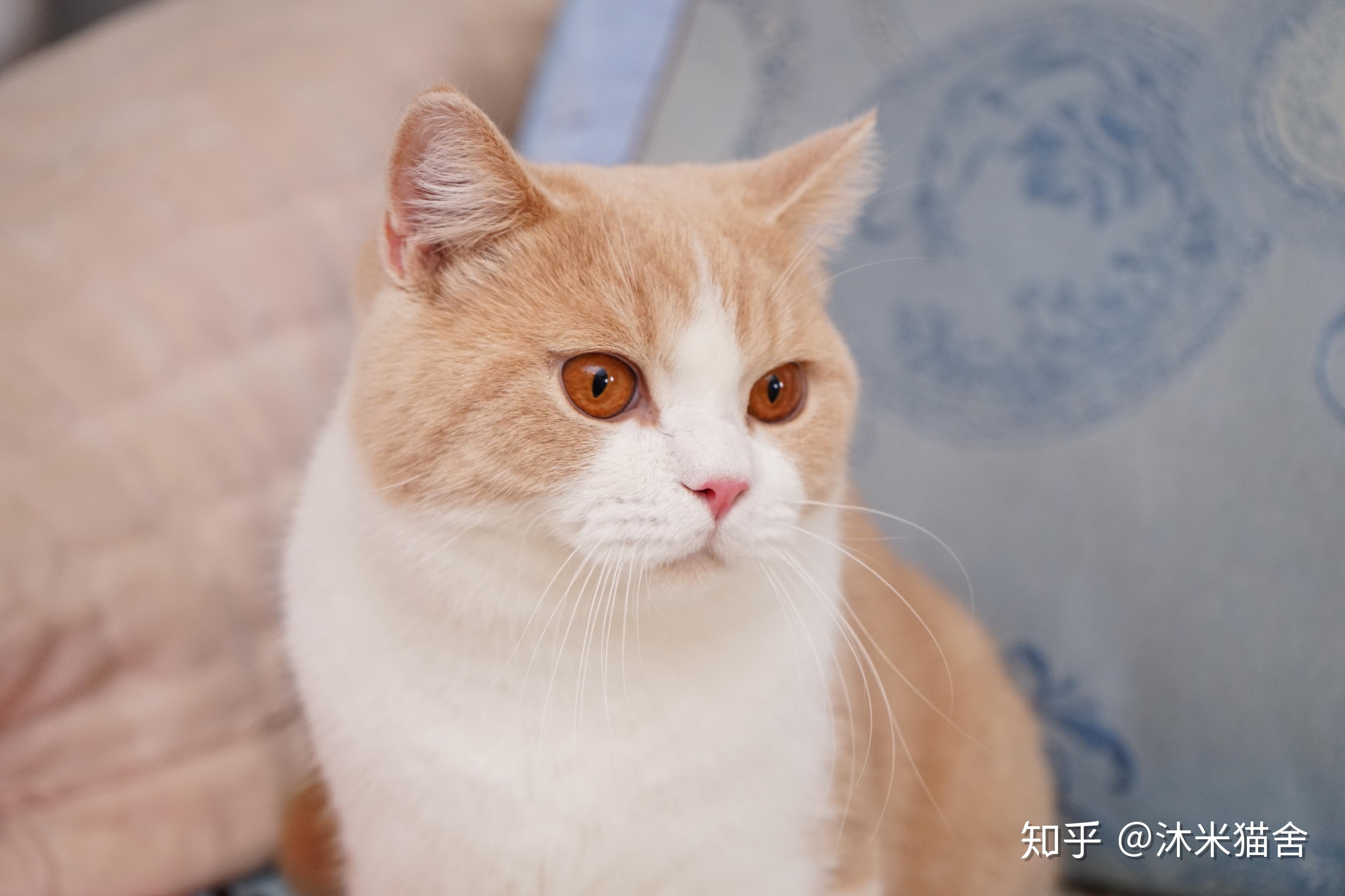 英短白猫黄眼睛图片