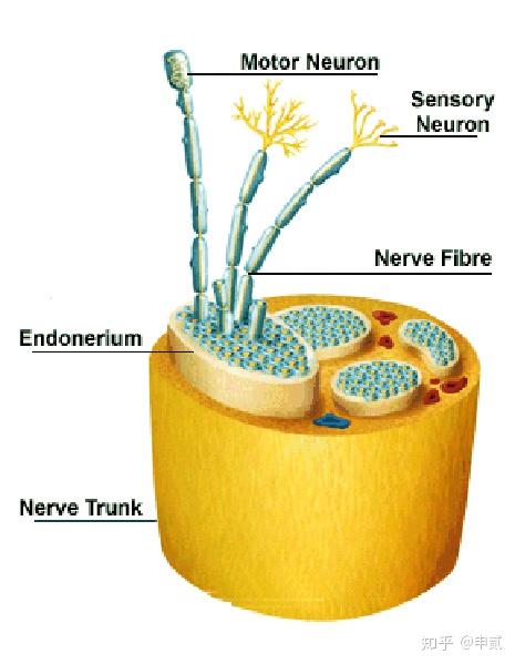 神经外膜神经束膜神经内膜神经解剖---结缔组织神经松动术理论基础