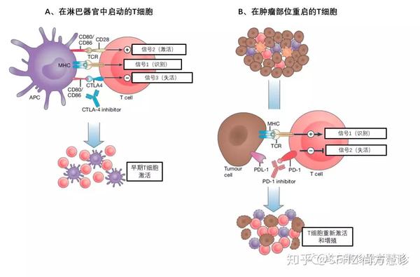 肿瘤免疫治疗患者手册：副作用及应对管理 知乎