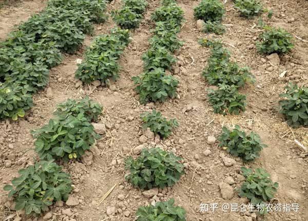 花生根结线虫病的特征和防治措施?怎么正确区分花生线虫病 - 知乎