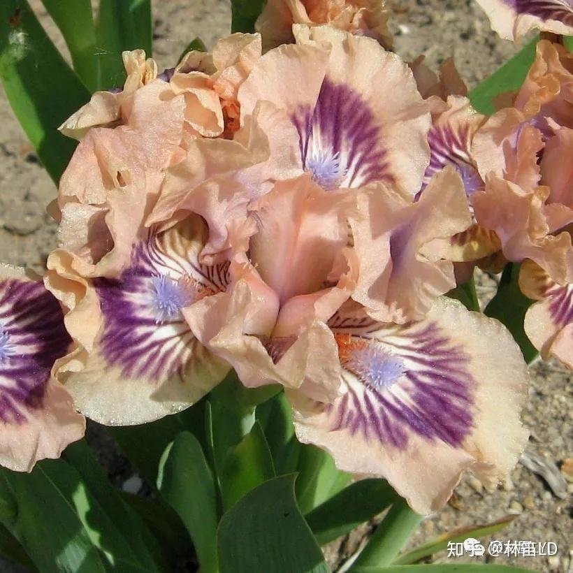Iris 鸢尾——以彩虹女神命名的花儿不仅是蓝色的 - 知乎