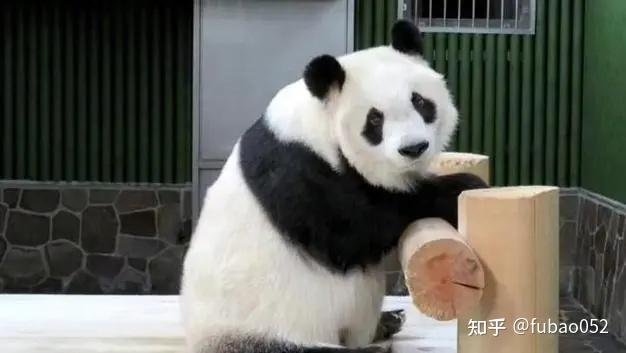 旅日大熊猫惨死图片