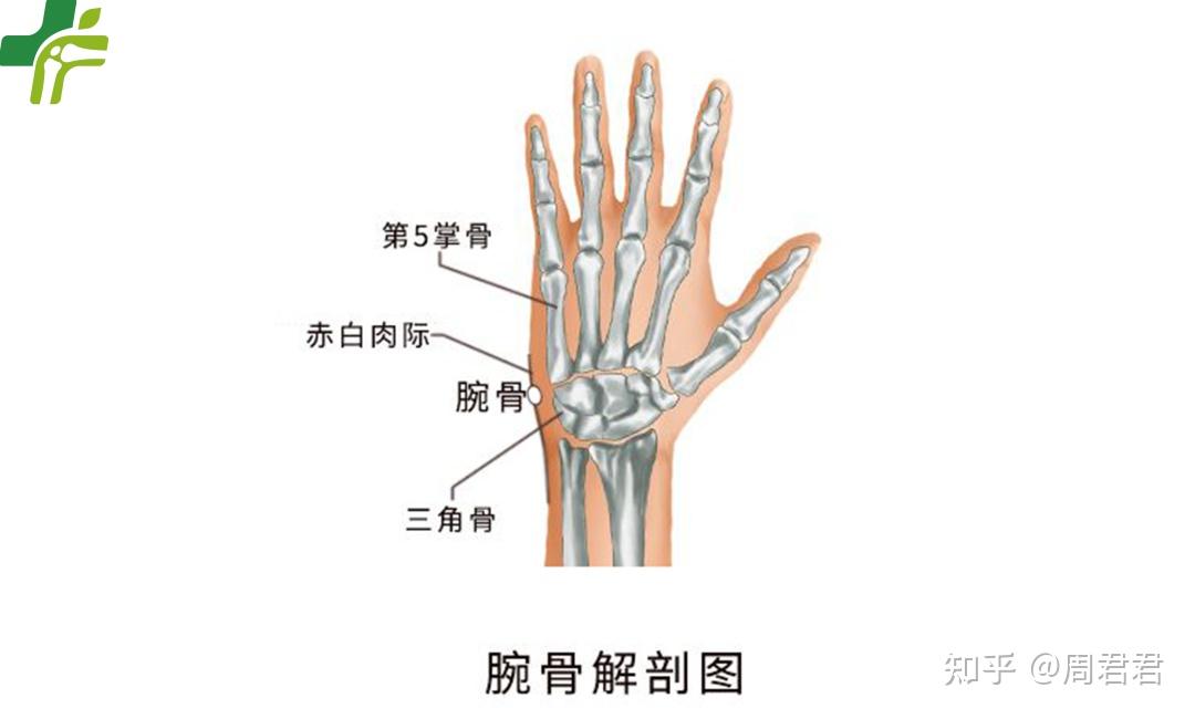 手腕月骨位置示意图图片