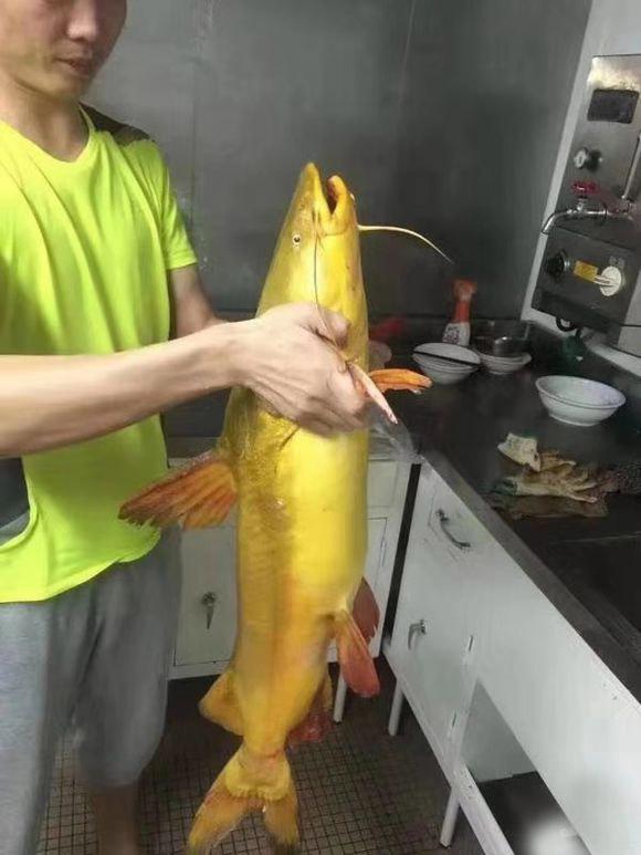 黄骨鱼的习性及食性,足够了解才能钓得更多 - 知乎