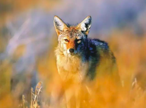 每一头待宰的猪都曾是一匹嗜血的狼