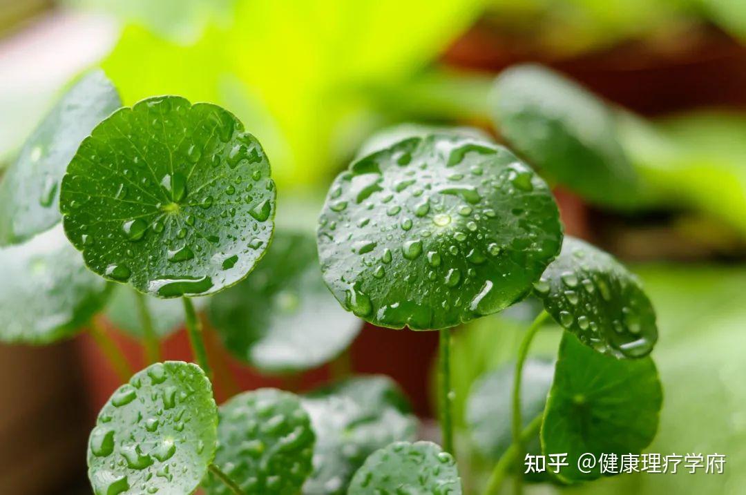 什么是“湿”？中医怎样祛湿？ - 知乎