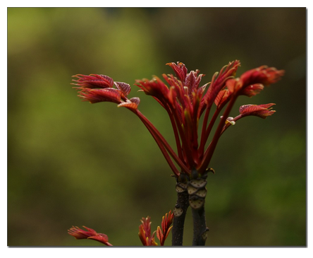 這包括綠色大豆芽,豌豆芽,蘿蔔芽,蕎麥芽,香椿芽菜,苜蓿芽,紅豆芽