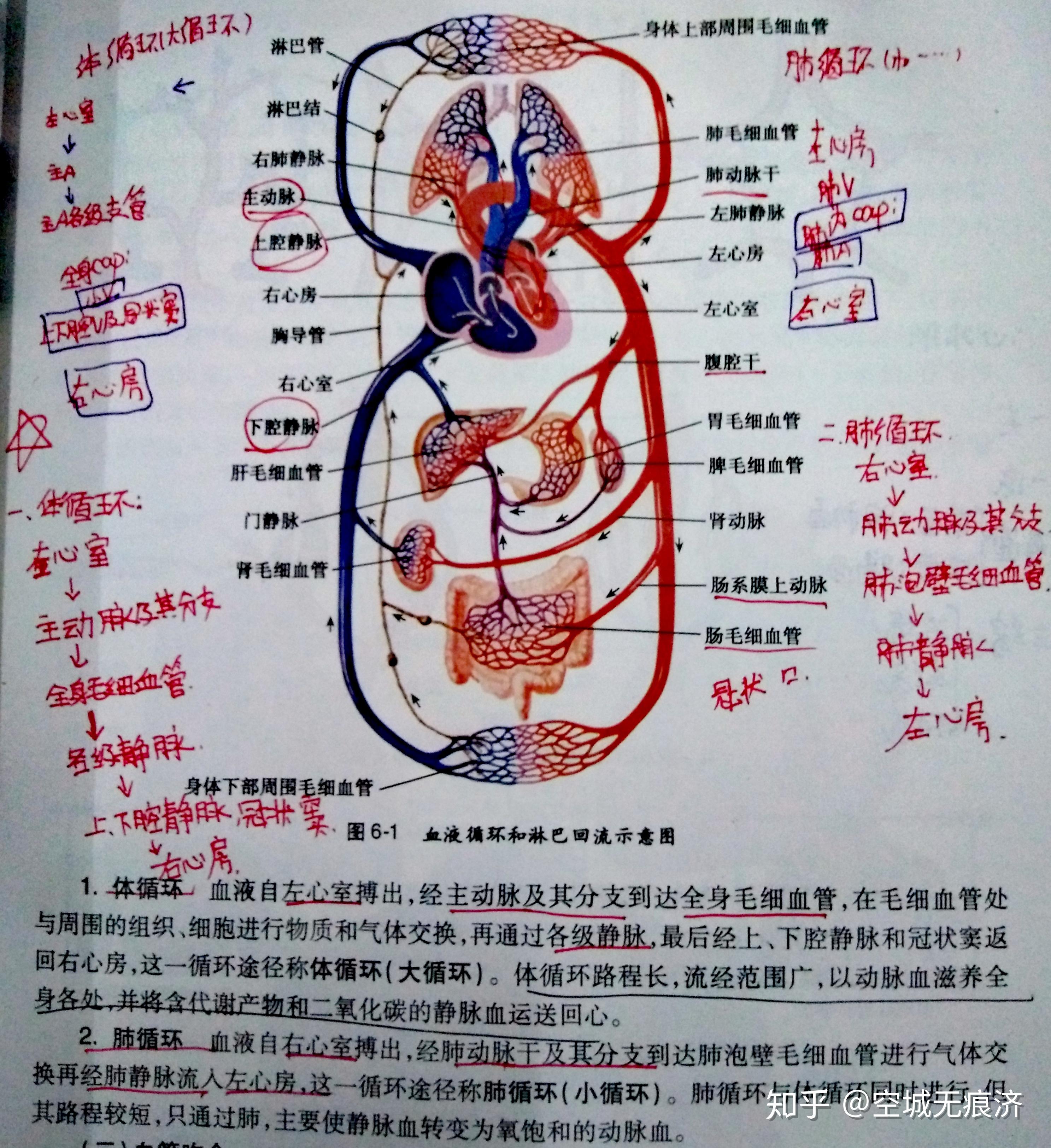 解剖生理学图片