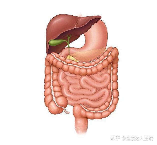 哪里的大肠最好 v2-905f2829e1bd21d5744246ba5f58395f_r.jpg