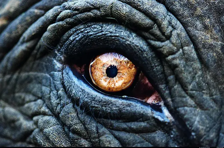 这些生物的眼睛,有点特别