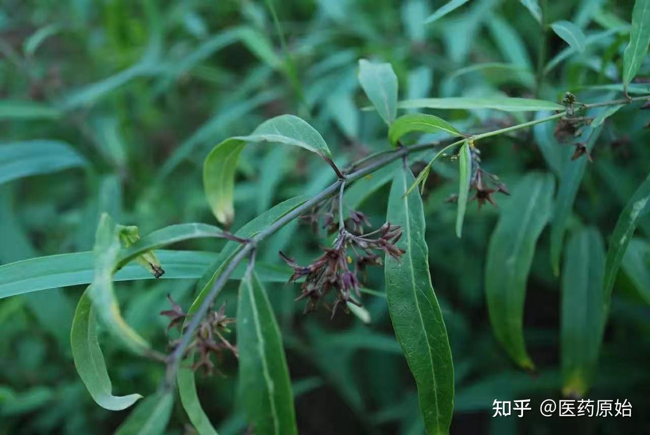 带你识别白前 - 知乎