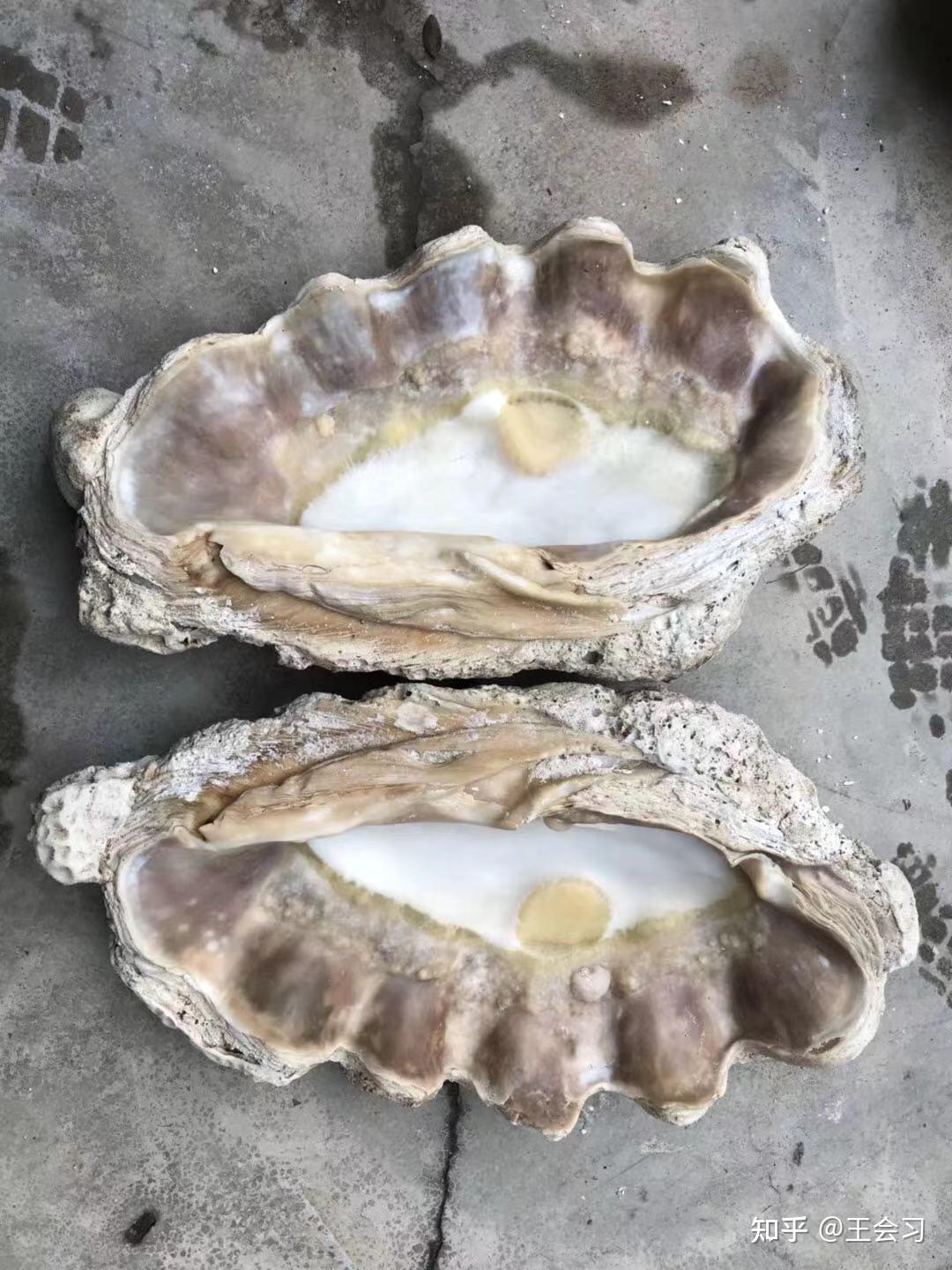 砗磲厂家被打包走的百万级砗磲展销会